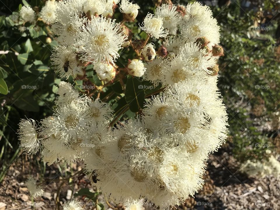 Australian Eucalyptus leucoxylon white at Mentone Duck’s Park 