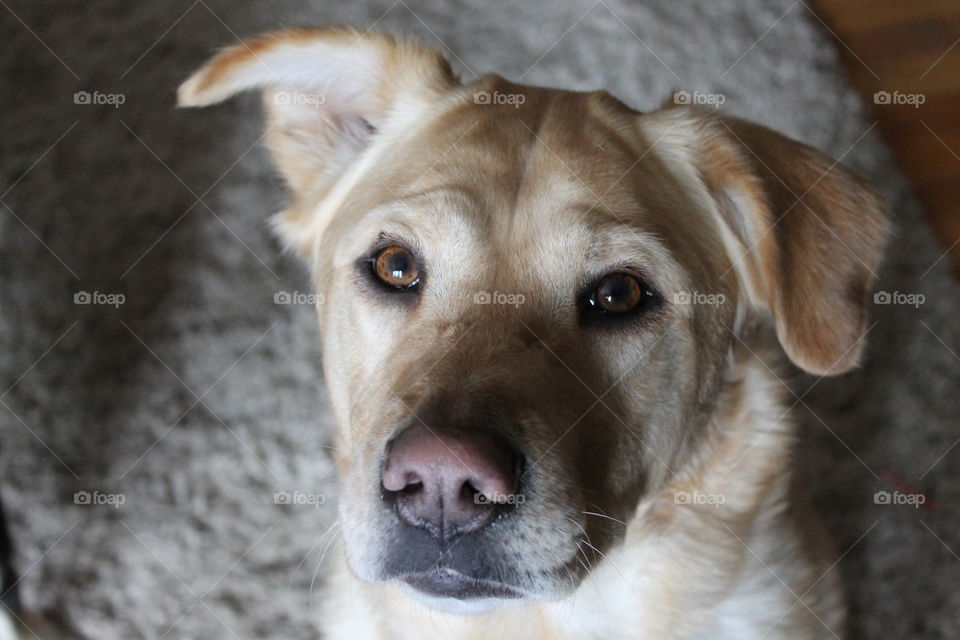 Brielle the Golden Lab posing 