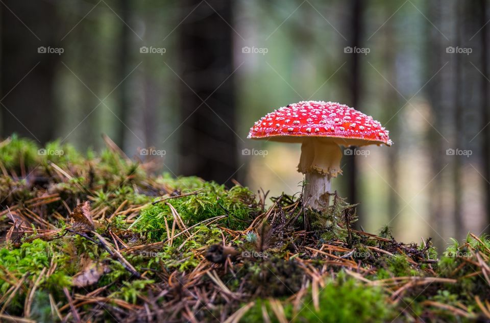 mushroom..!