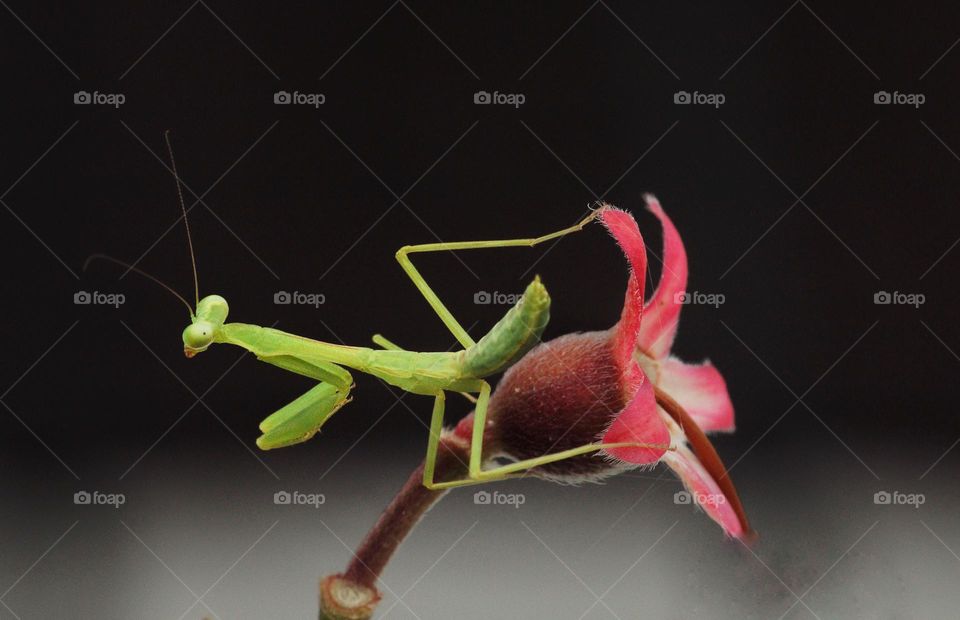 praying mantis