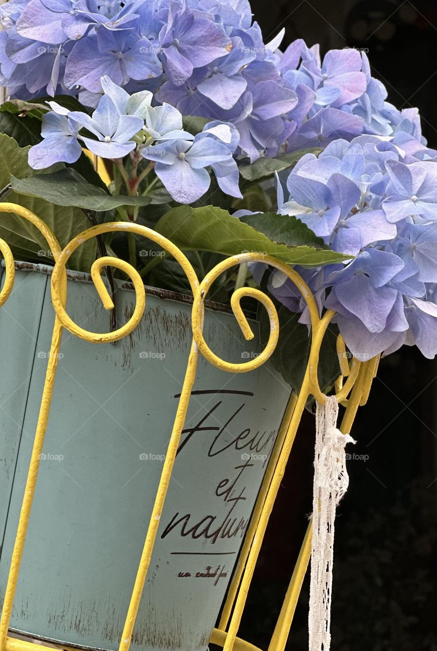 Spring bloom in a basket