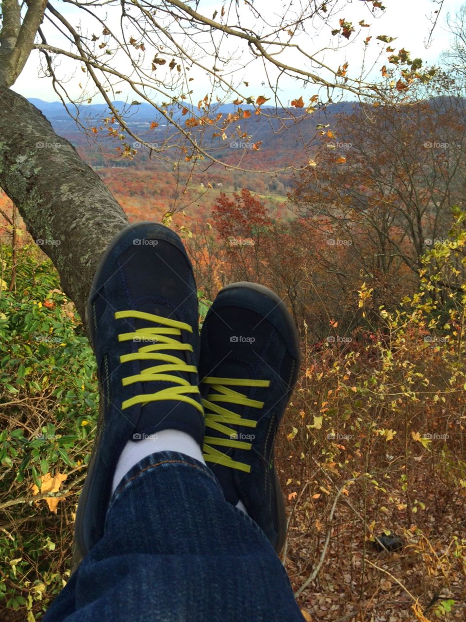 Climbing Trees in the Fall