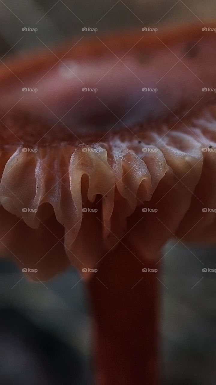 Macro photo of mushrooms in the forest