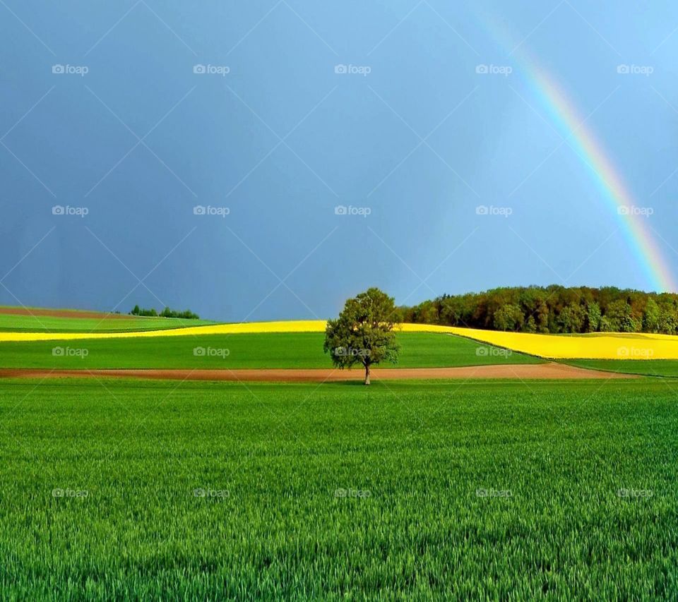 Beautiful rainbow over the field