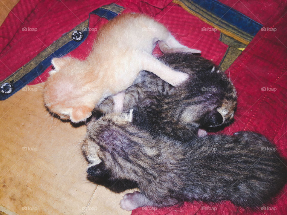baby cats