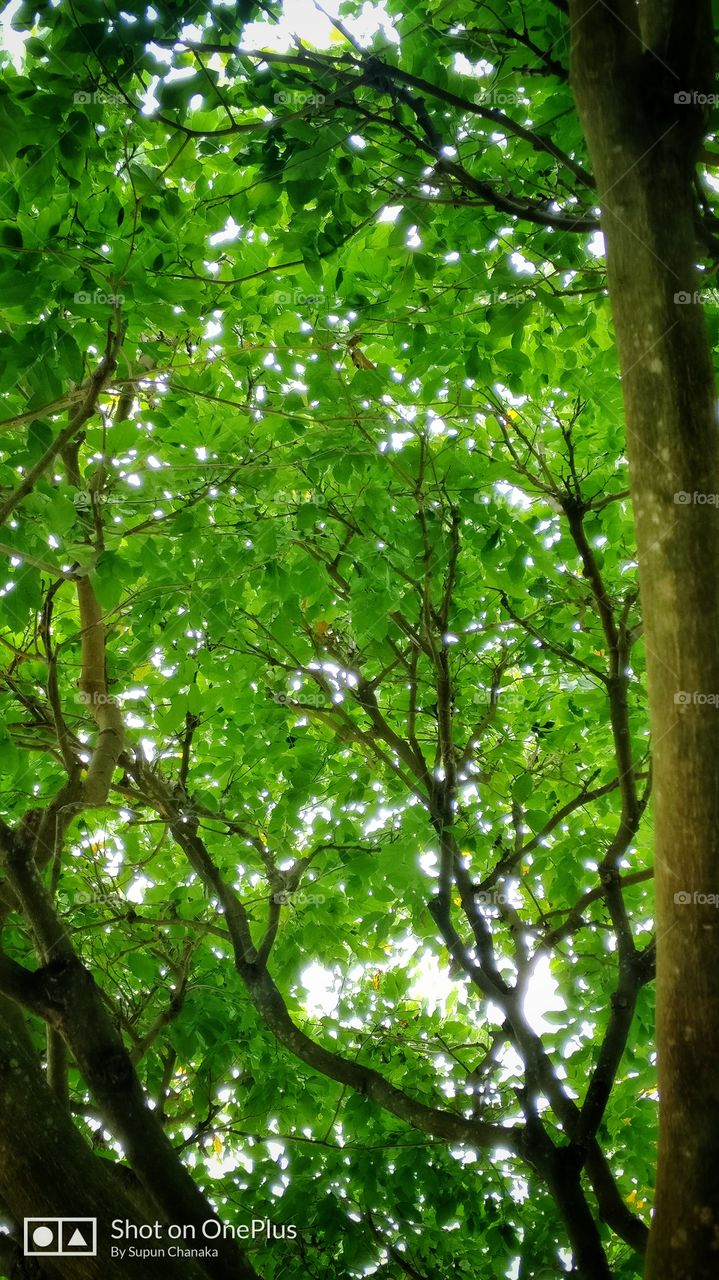 tree, green, brunches, leaf, bird