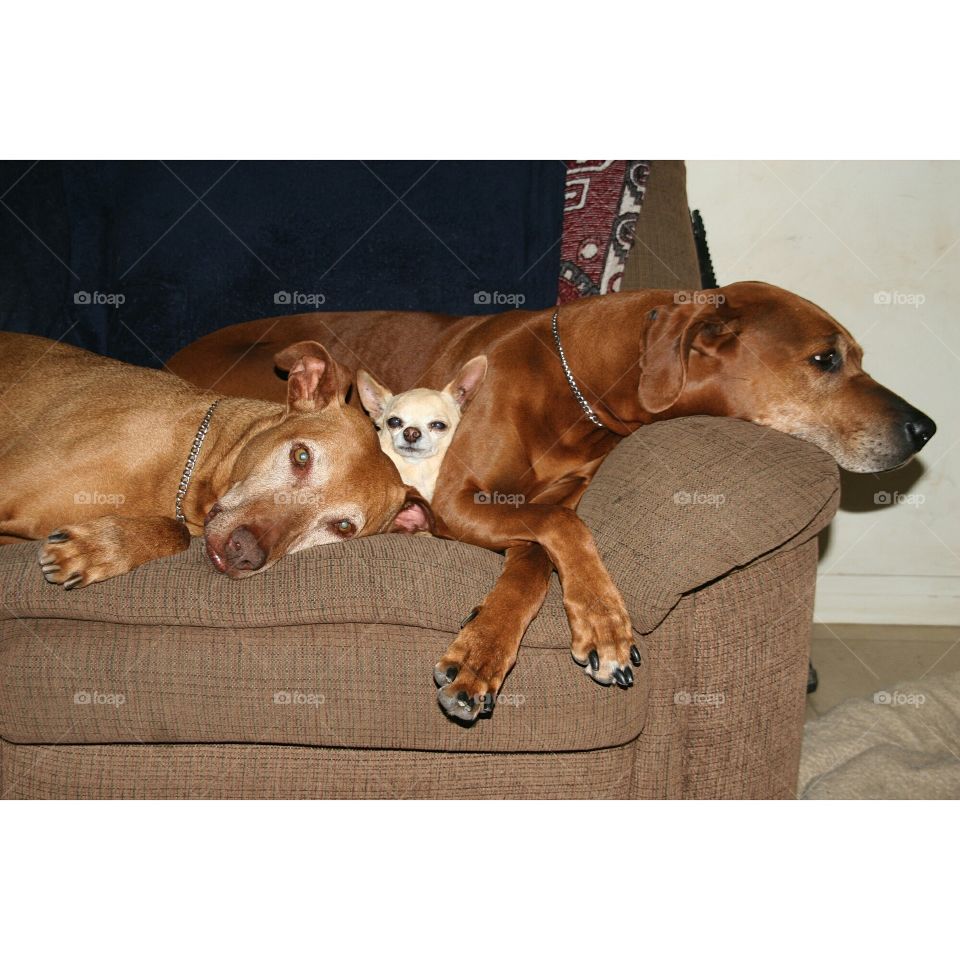 Wanna go for a walk?  No, we'll just lie here