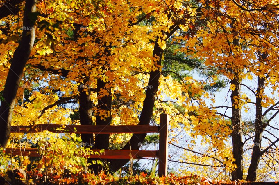 Yellow trees and fence in autumn 