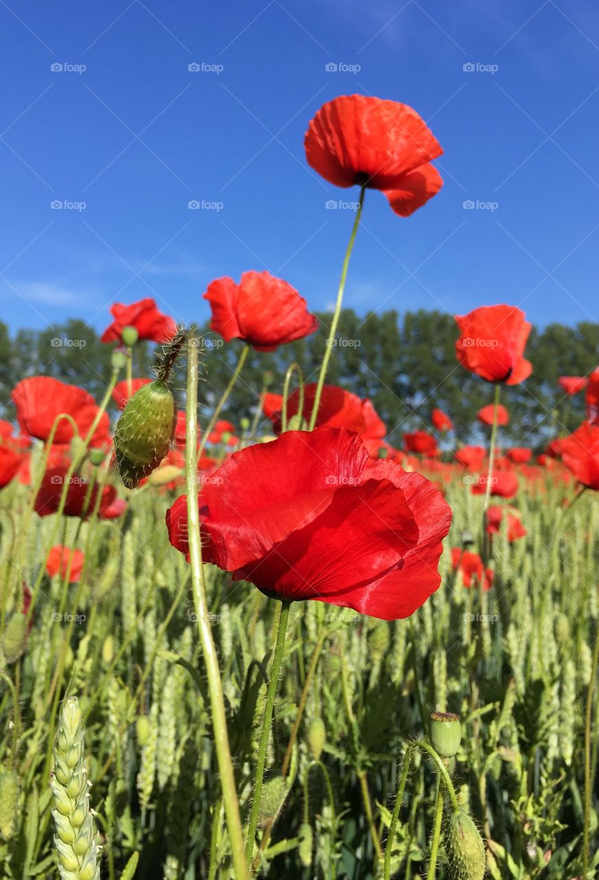 Red poppies in the sky.
