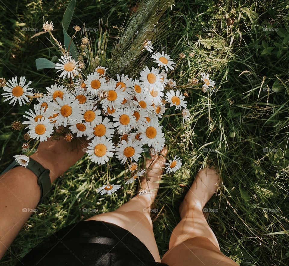 A bouquet of the first spring daisies in the hands of a girl on a background of green grass