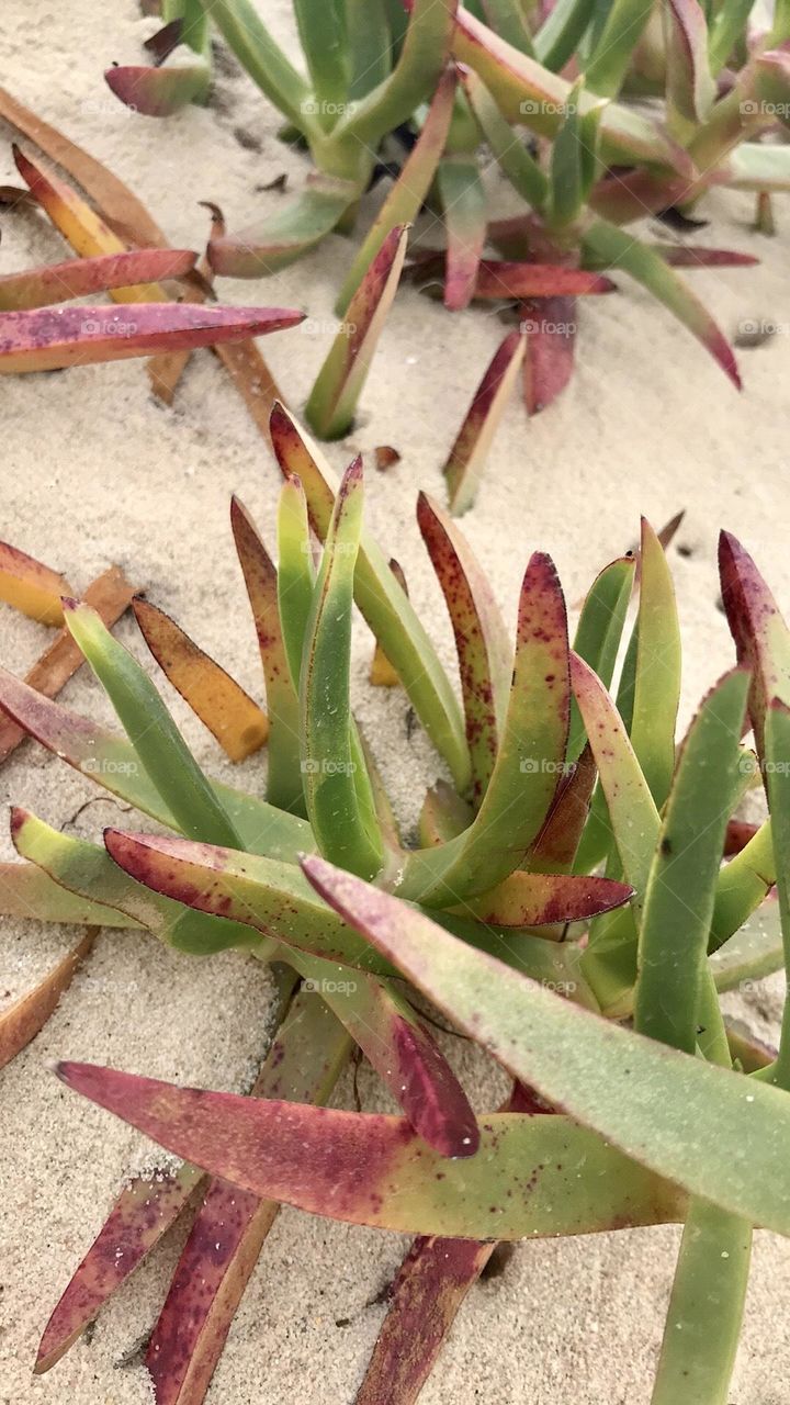 Beach Plants, Algae, Nature