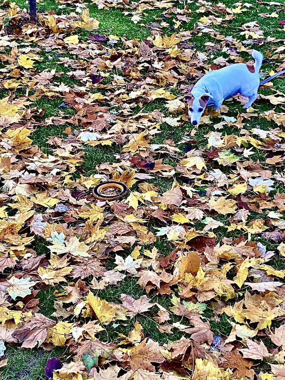 The dog is looking for his ring toy.