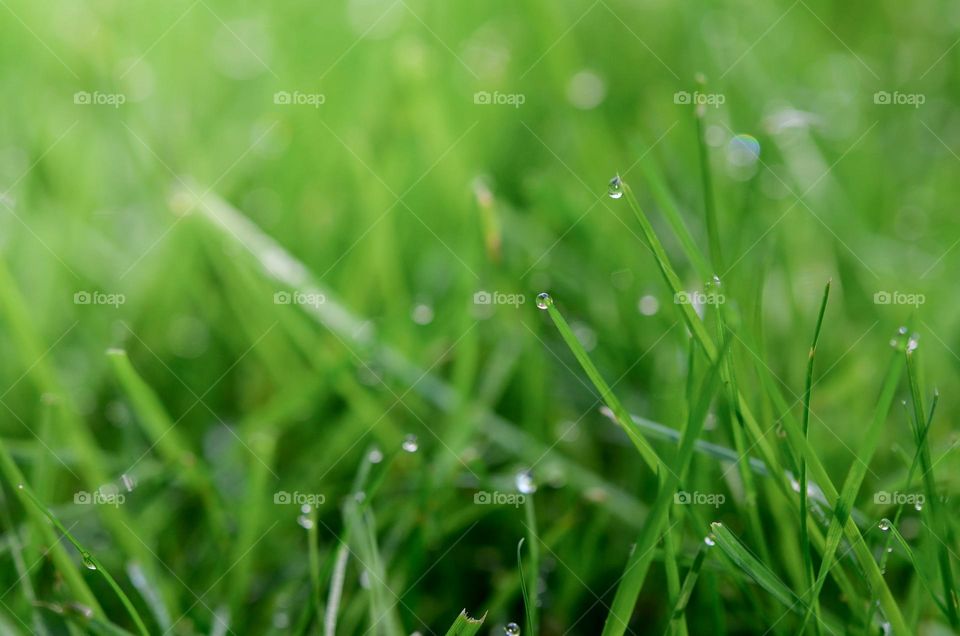 Closeup or macro of green grass