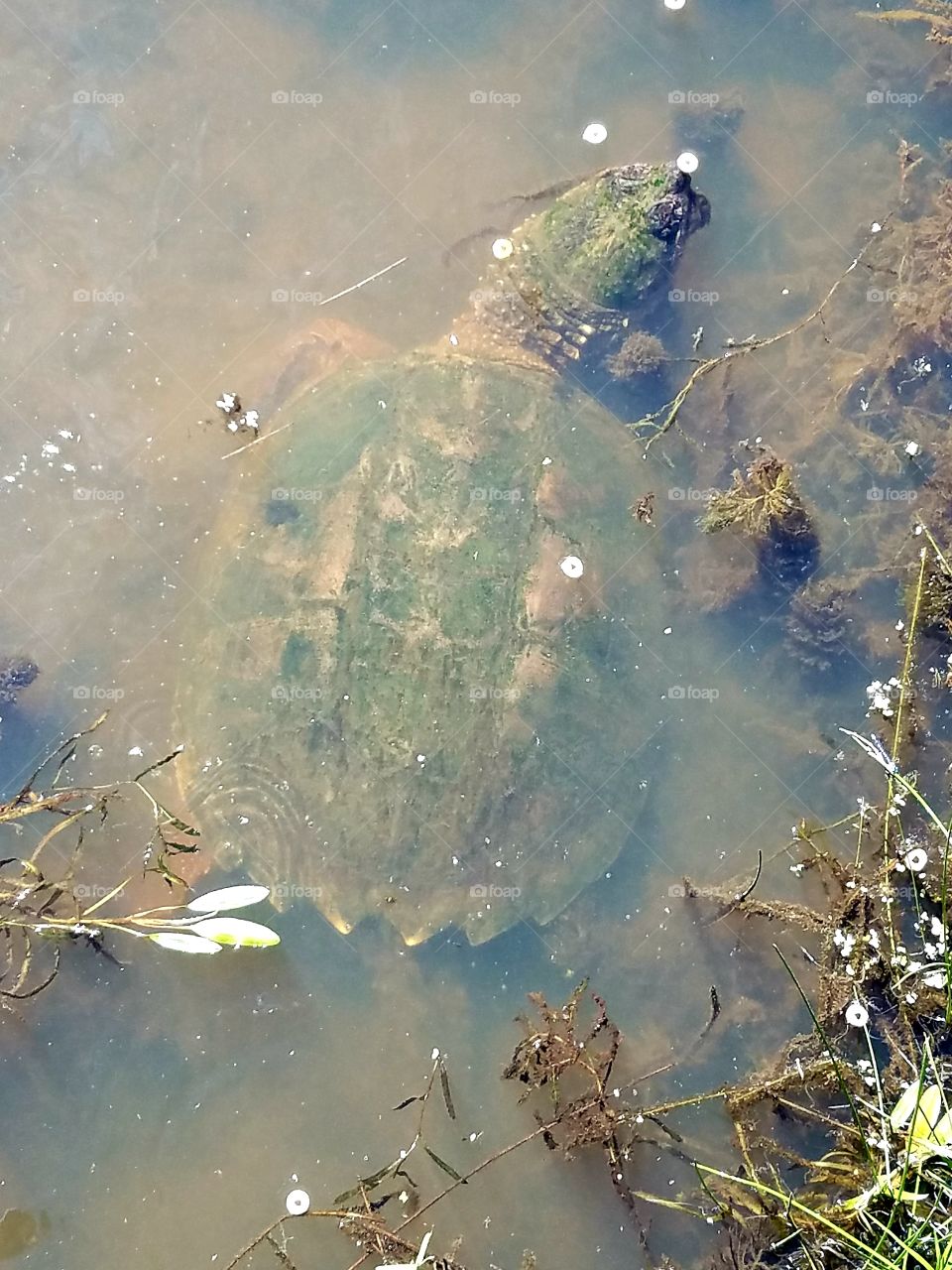 A common Snapping Turtle, grown quite large in a small pond.
