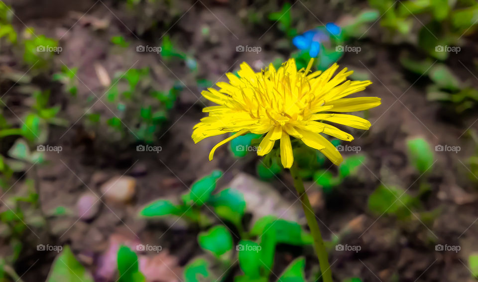 Dandelion