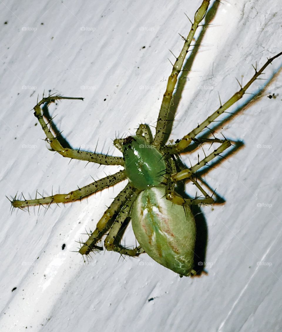 A vividly colored green lynx spider