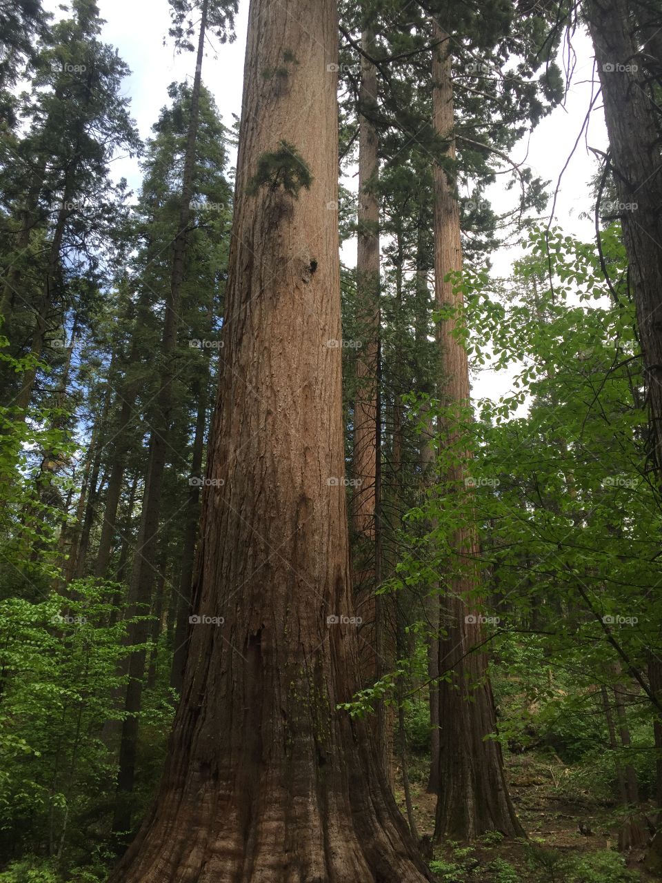 grand sequoia 