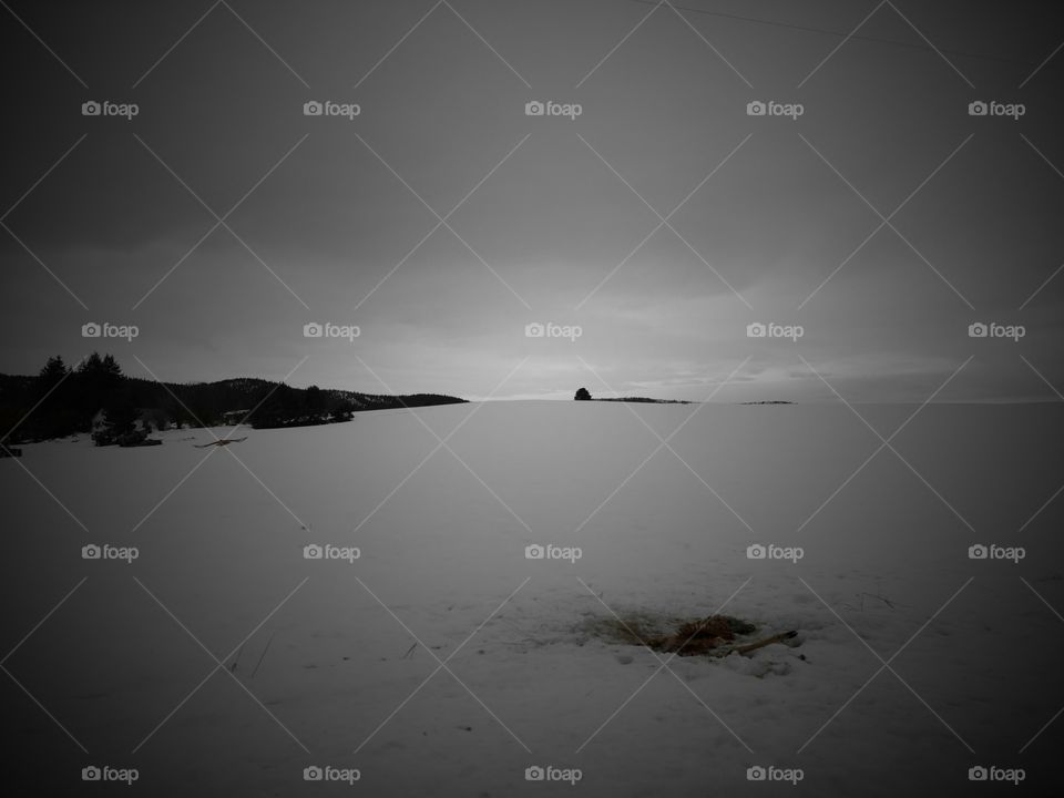 hawk and deer carcass