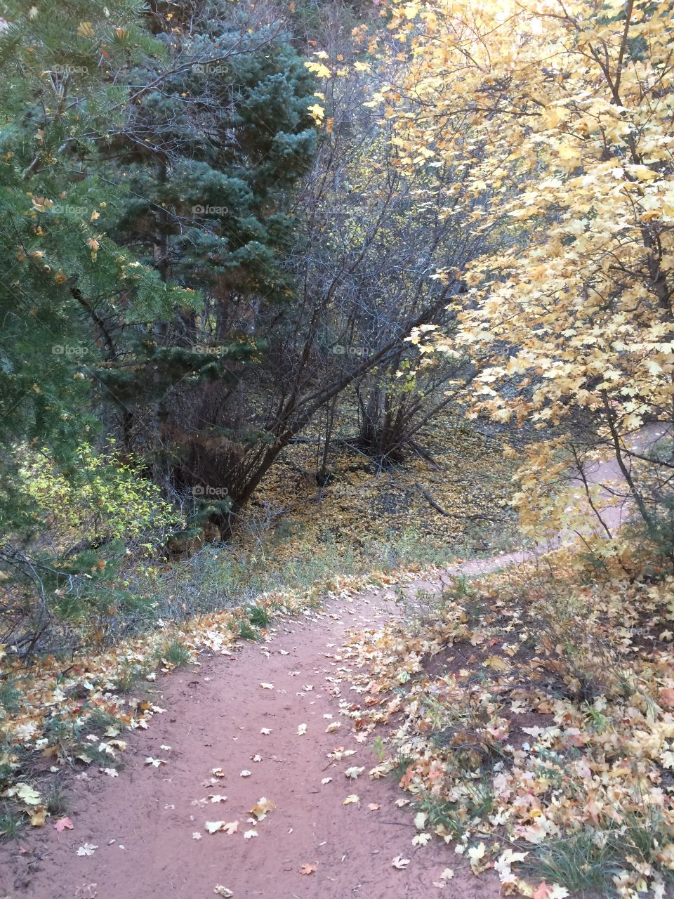 Fall leaves on paths ways to incredible sights. 