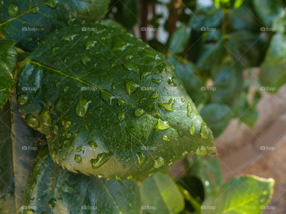 Rose bush with water drops