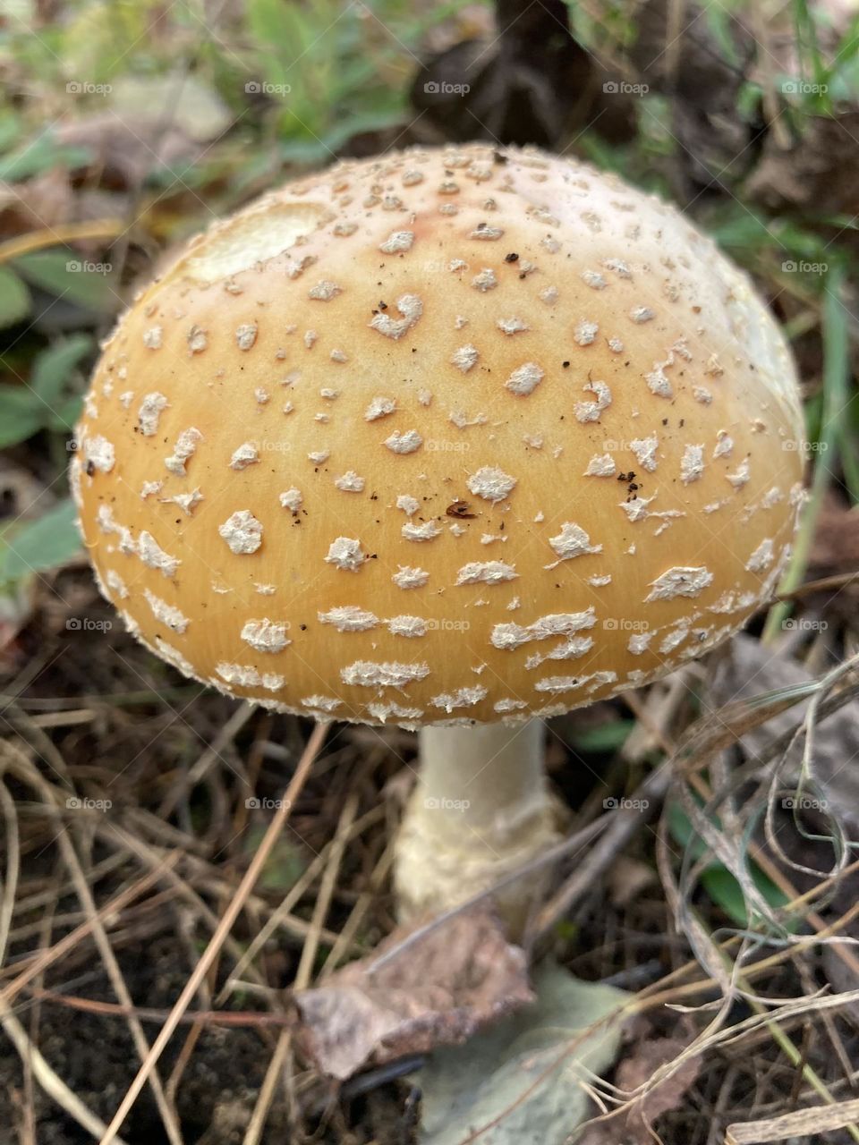 Mushroom in the Woods