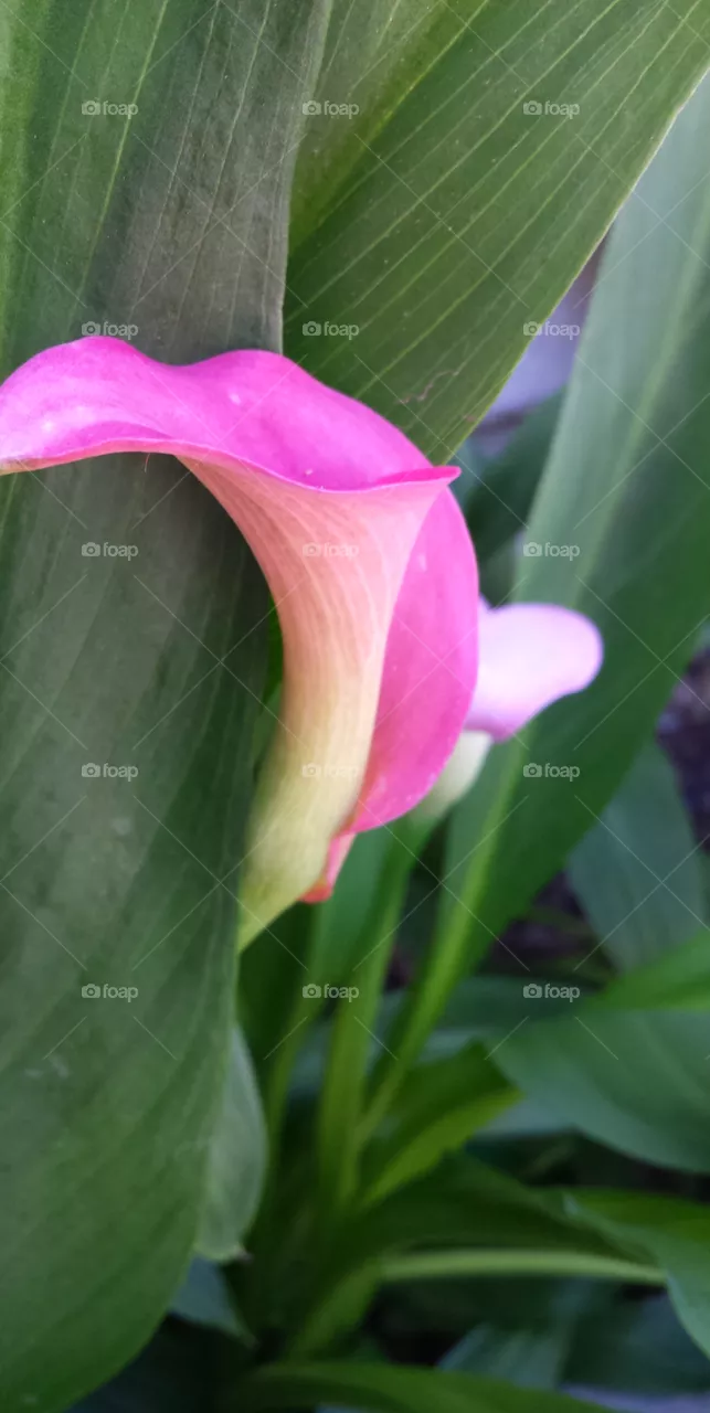 Calla Lily