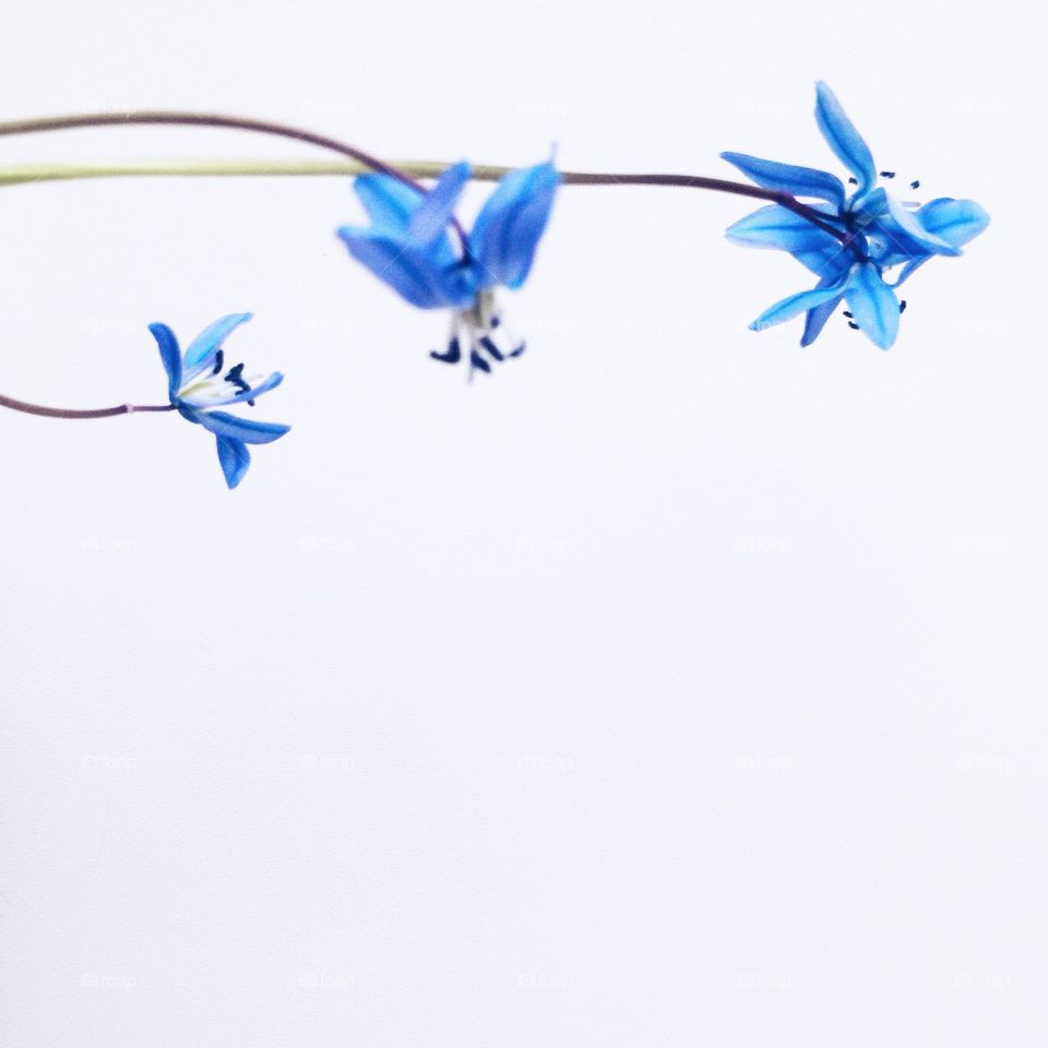 scilla. three scilla flowers