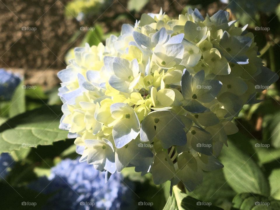 From buds to flowers