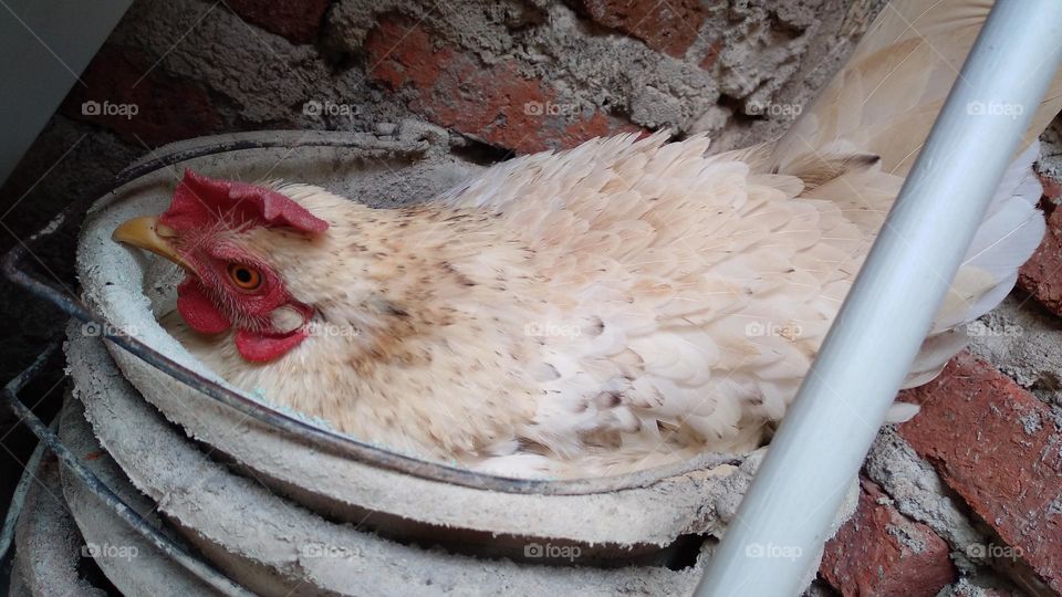 Chickens are brooding in an old bucket beside the house