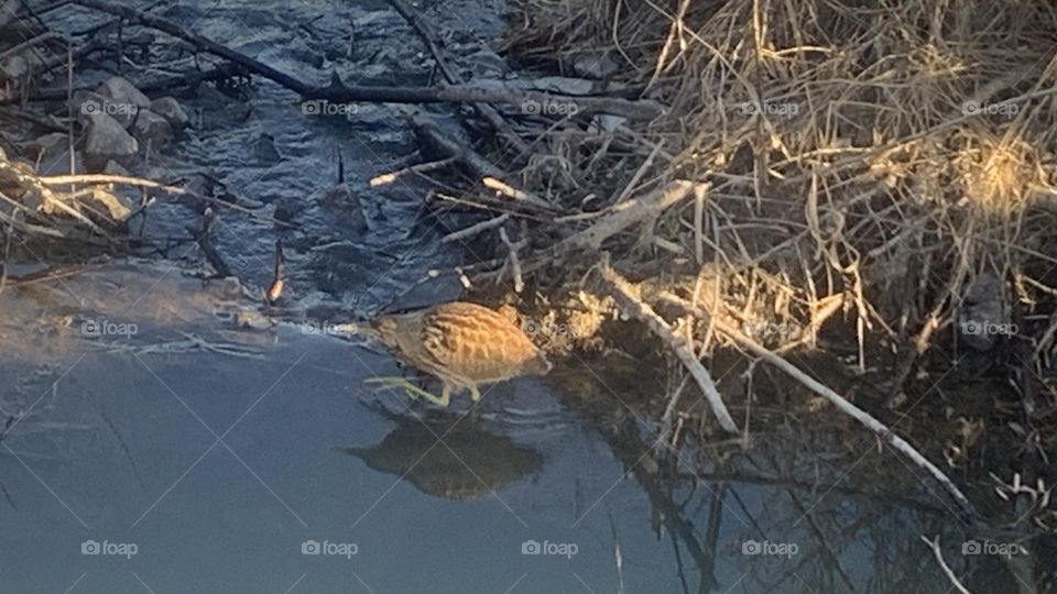 A bittern wading through the waters of Willband Creek Abbotsford British Columbia Canada 