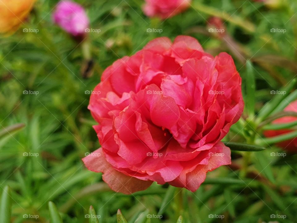 the Portulaca Grandiflora