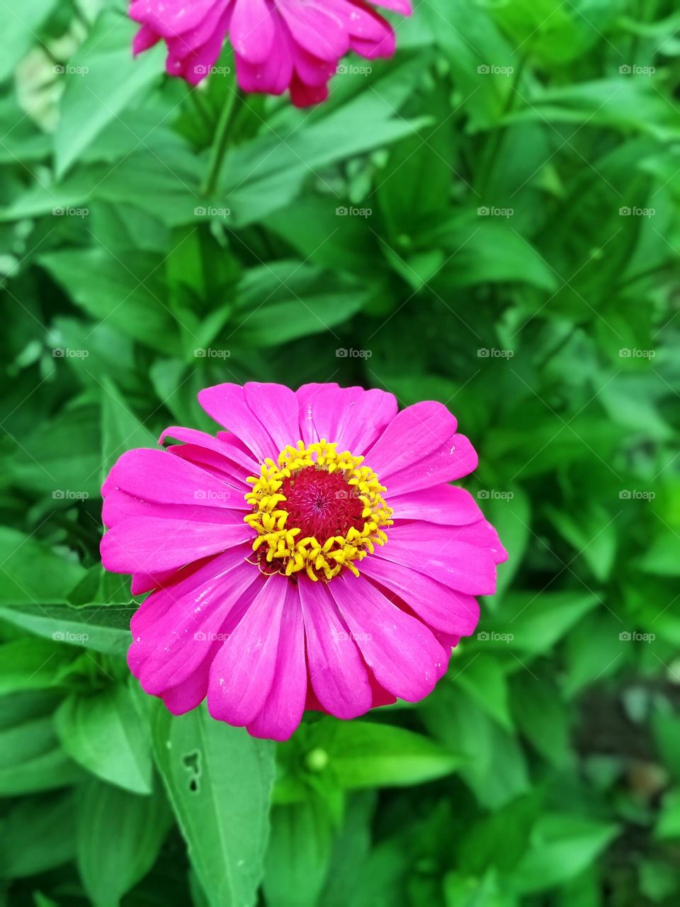 Zinia graceful or better known by the scientific name Zinnia elegans is one of the most famous annual flowering plants of the genus Zinia