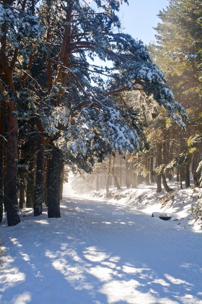Misty & sunny path surrounded by a forest