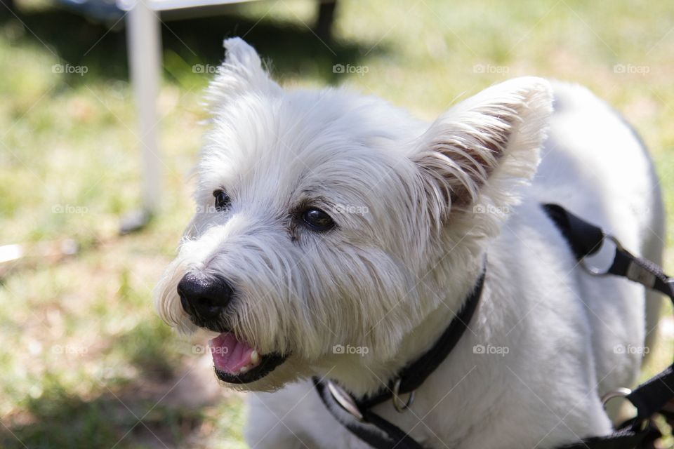 White terrier 