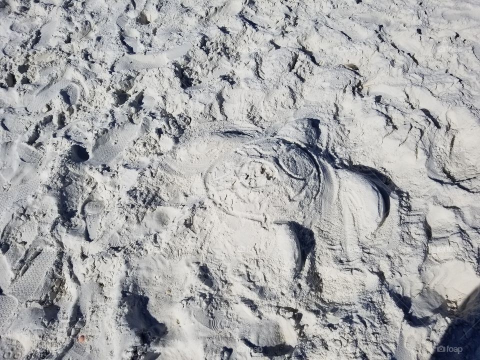 sand turtle clear day