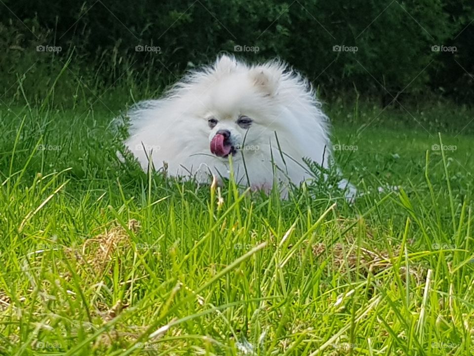 White fluffy Pomeranian in the grass