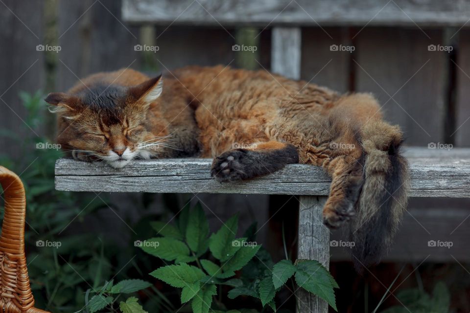 Rudy somali cat on an old wooden bench at summer day