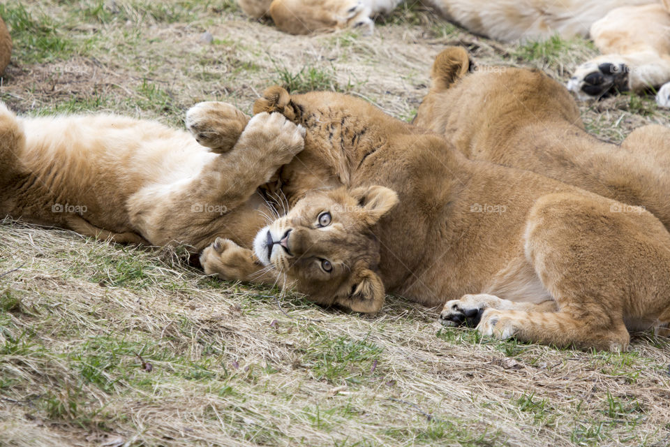 Lioness and cub resting in forest