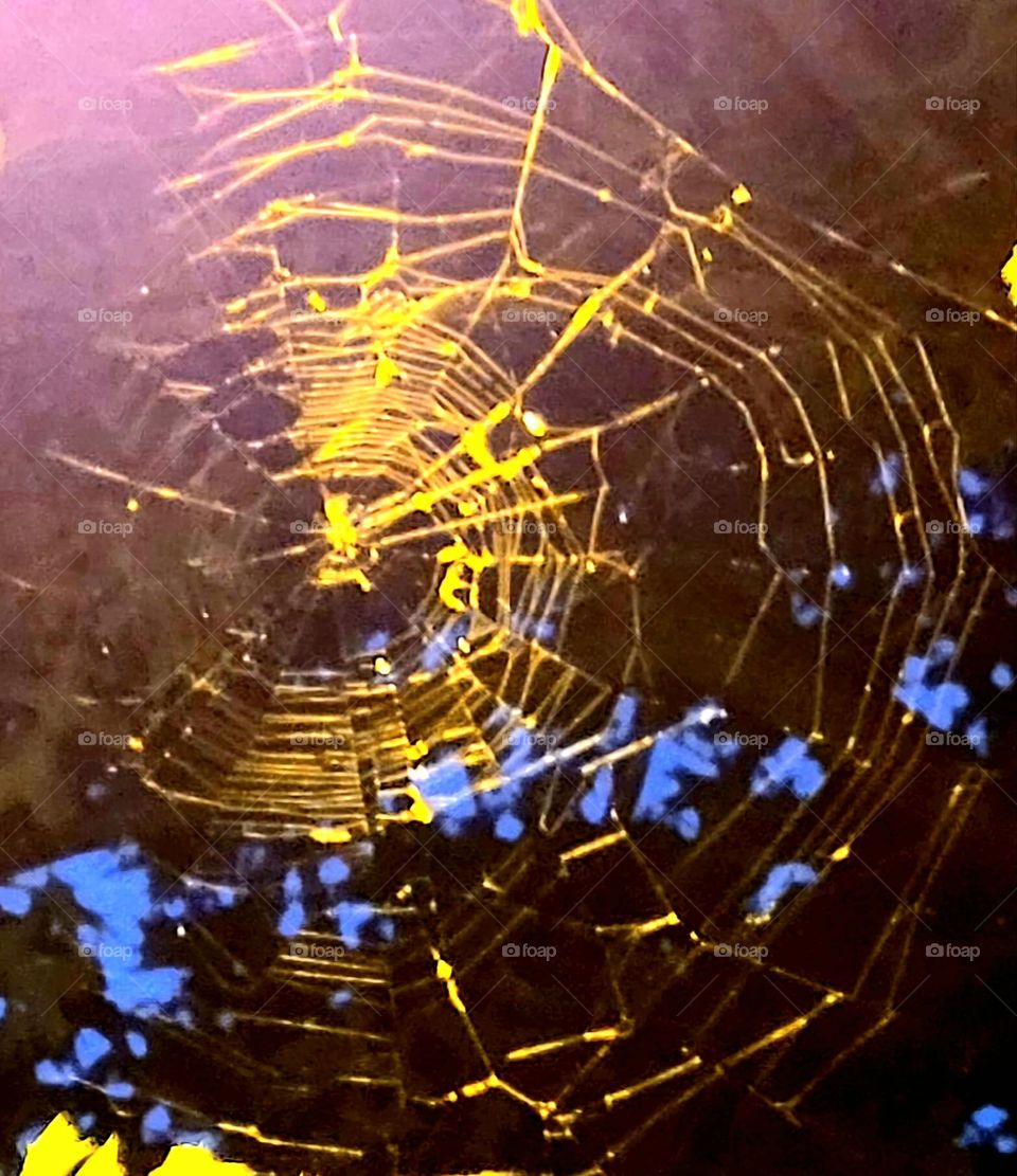Spiderweb in the spotlight