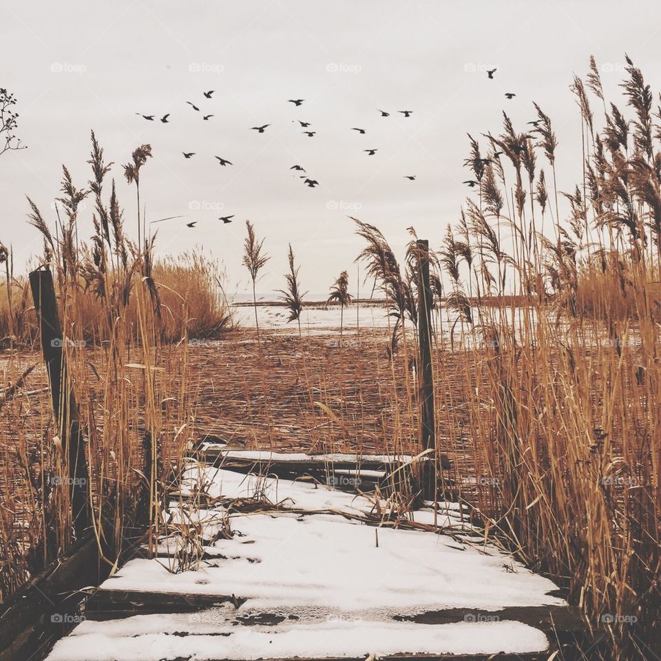 Bird's flying over lake in winter