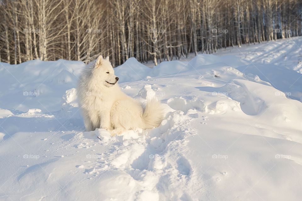 White Samoyed dog in winter