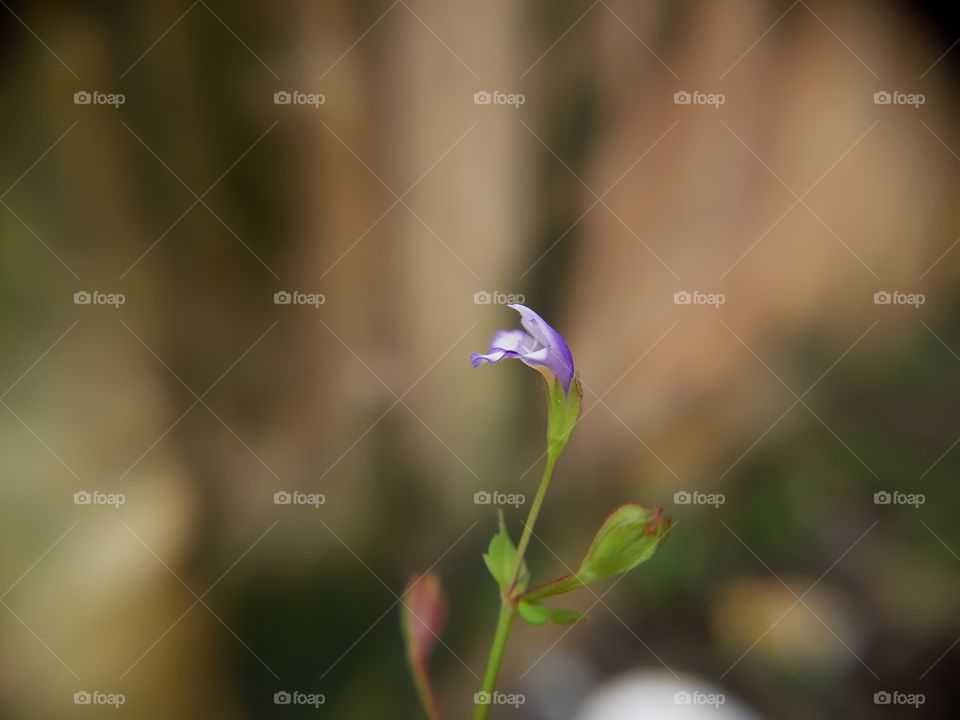 Tiny violet flower