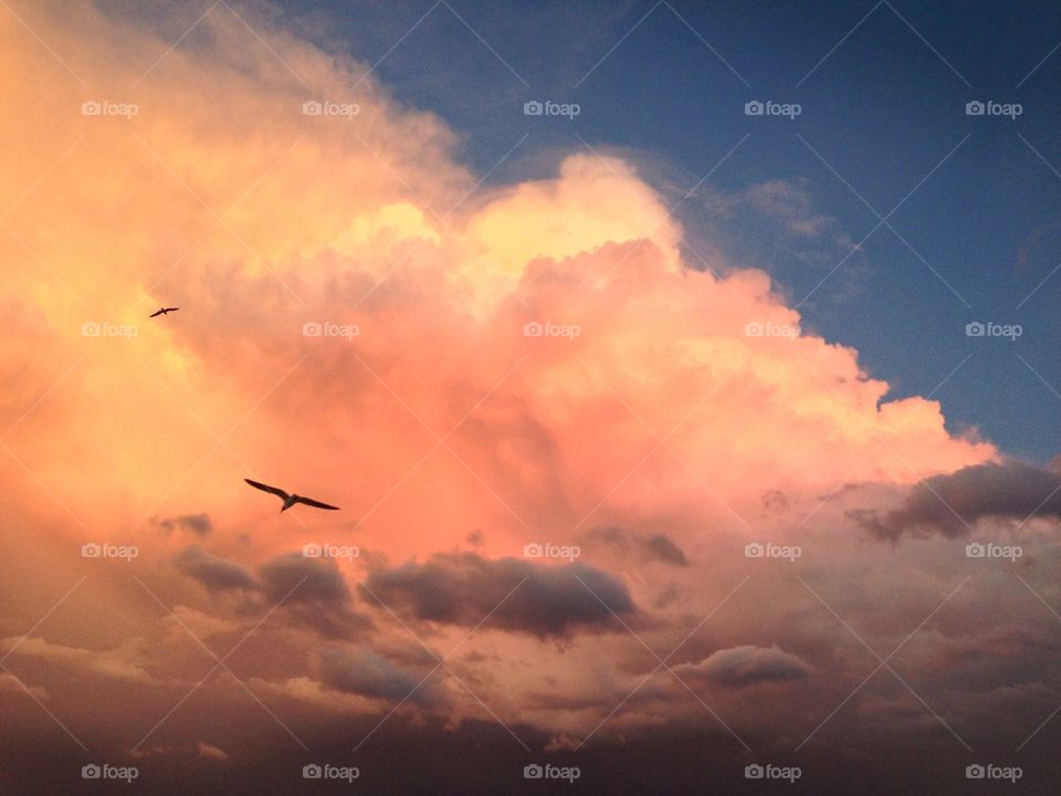Birds at dusk
