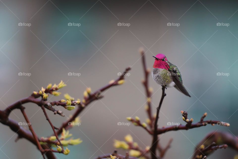 Hummingbird perched 