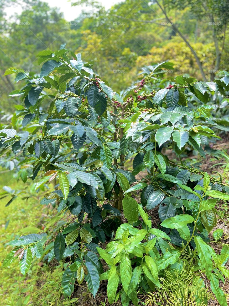 A coffee plant ob the earth day 