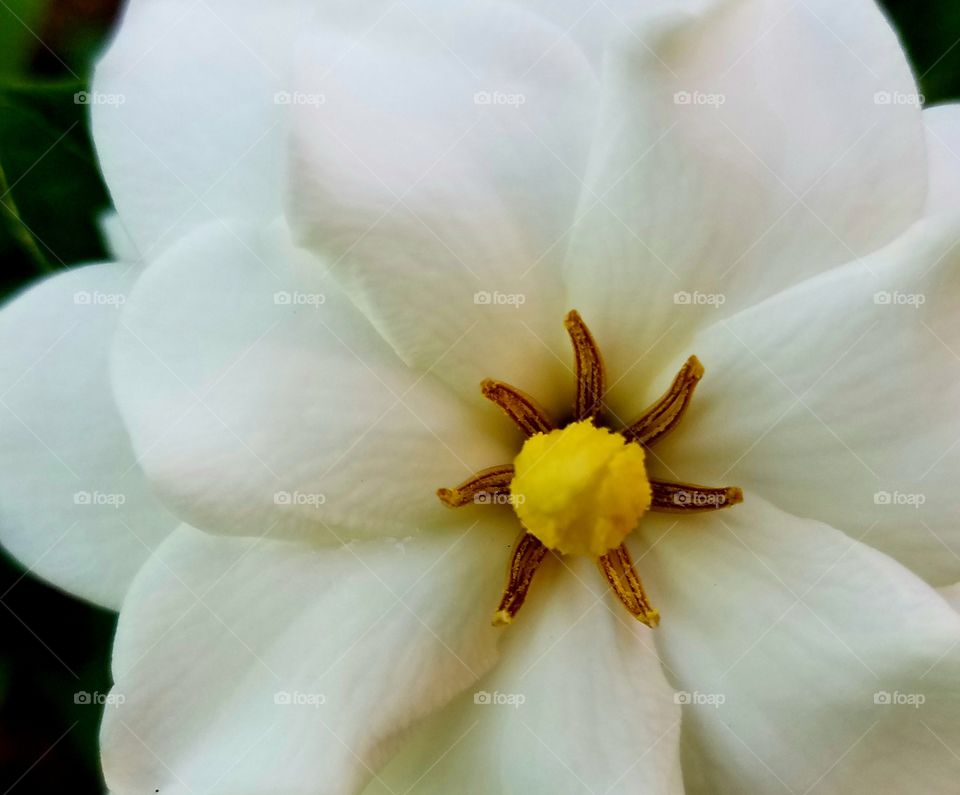 closeup of white flower in full bloom.