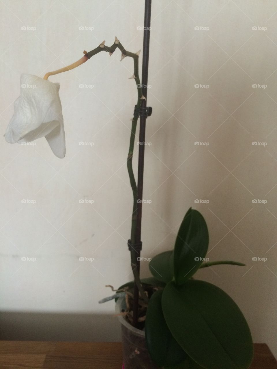 Drooping orchid flower 