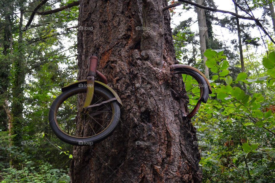 Bike in the Tree • Vashon Island • Circa 1914