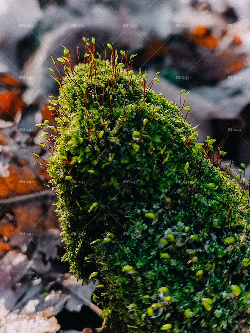 Green moss blooming on the tree log of interesting shape among colorful fallen leaves in autumn forest