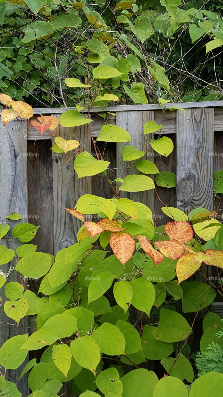 leaves on a fence